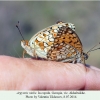 argynnis niobe akhaltsikhe in copula 2